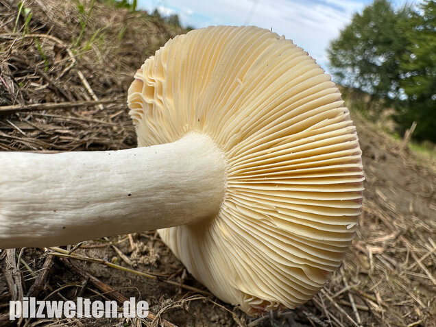 Milder Glanztäubling, Russula nitida