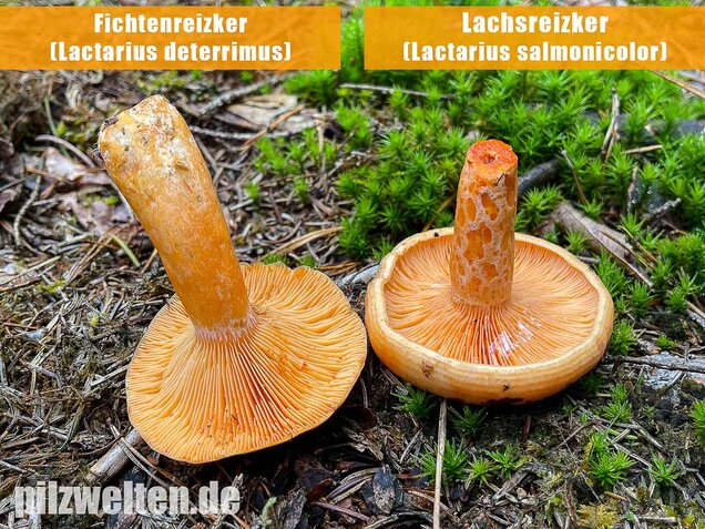 Fichtenreizker, Lactarius deterrimus
