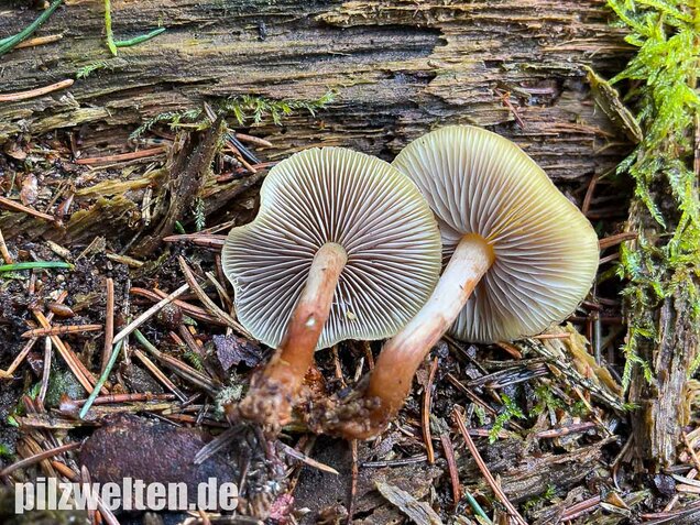 Rauchblättriger Schwefelkopf, Hypholoma capnoides