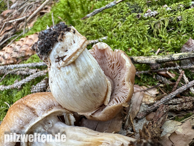 Reifpilz, Cortinarius caperatus