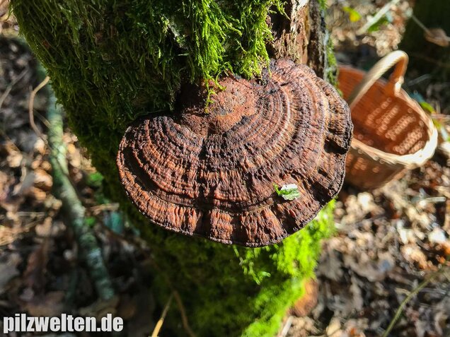 Rötende Tramete, Daedaleopsis confragosa