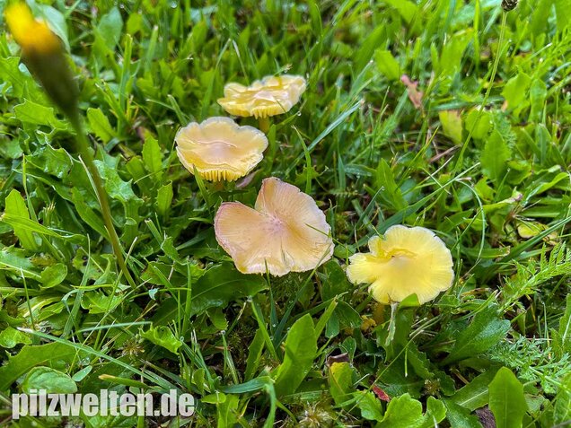 Safrangelber Saftling, Hygrocybe acutoconica