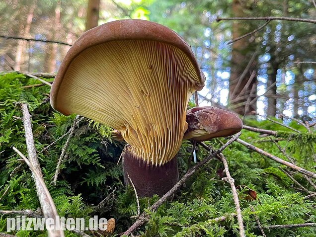 Samtfußkrempling, Tapinella atrotomentosa