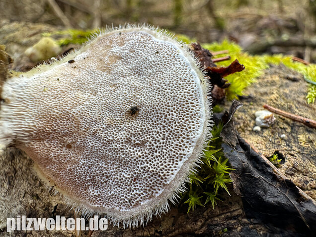 Samtige Tramete, Trametes pubescens