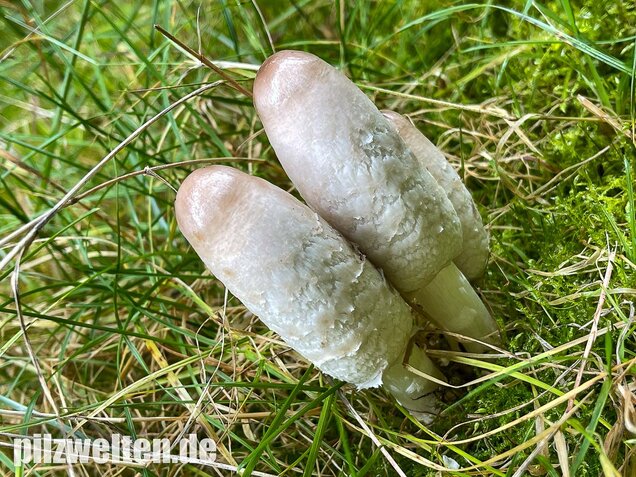 Schopftintling, Coprinus comatus