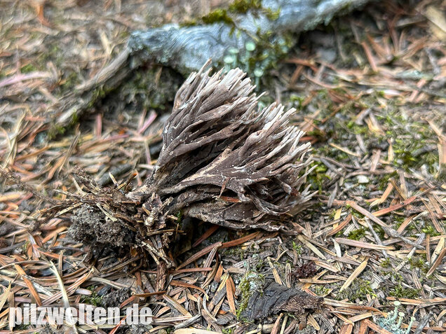Stinkender Warzenpilz, Stinkende Lederkoralle, Thelephora palmata