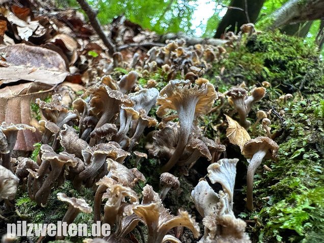 Krause Kraterelle, Krauser Leistling, Craterellus undulatus