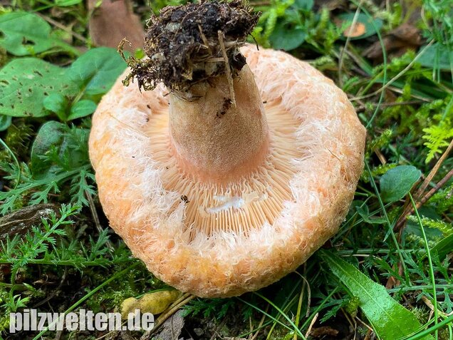 Zottiger Birkenmilchling, Lactarius torminosus