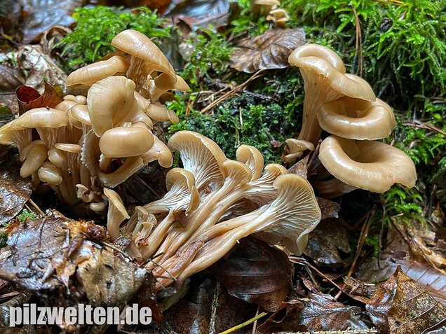 Aniszähling, Lentinellus cochleatus