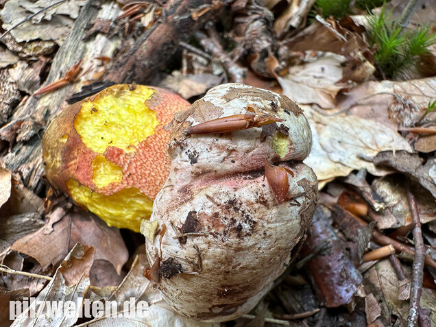 Blasshütiger Purpurröhrling, Rubroboletus rhodoxanthus