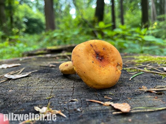 Milchbrätling, Lactifluus volemus