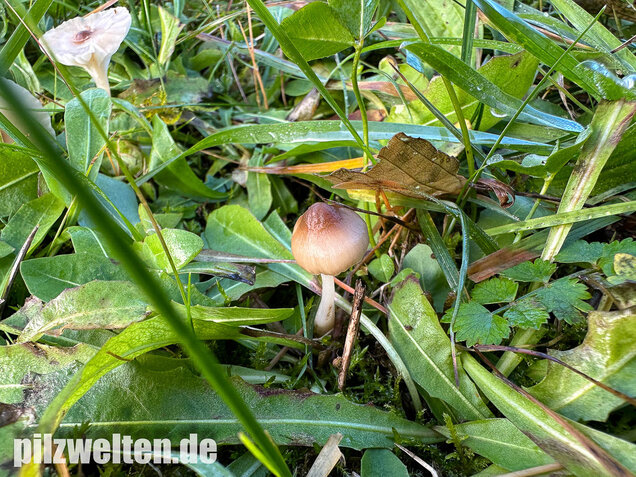 Dunkelscheibiger Ellerling, Hygrocybe virginea var. fuscescens