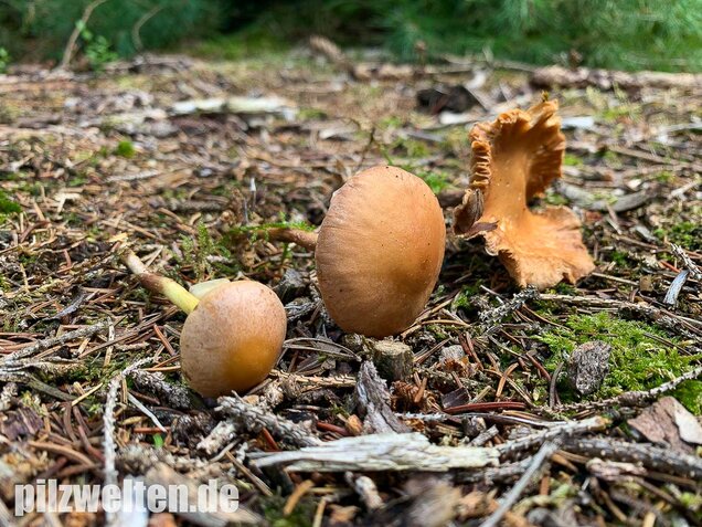 Brennender Rübling, Gymnopus peronatus