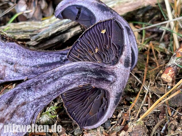 Dunkelvioletter Nadelwaldschleierling, Cortinarius hercynicus