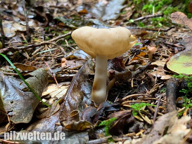 Elastische Lorchel, Helvella elastica