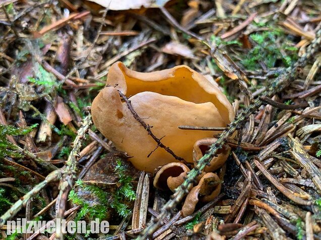 Eselsohr, Otidea onotica