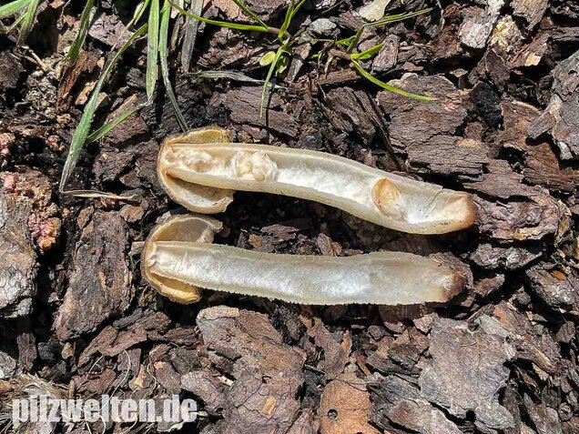 Fingerhutverpel, Verpa conica
