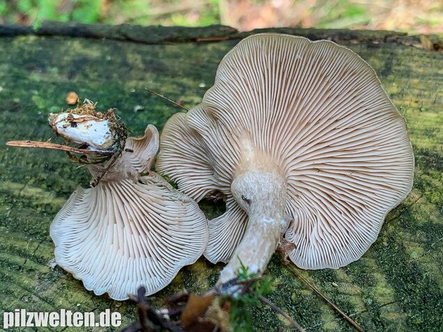 Fleischbräunlicher Anistrichterling, Clitocybe obsoleta