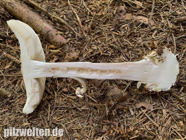 Gelber Knollenblätterpilz (weiße Form), Amanita citrina var. alba
