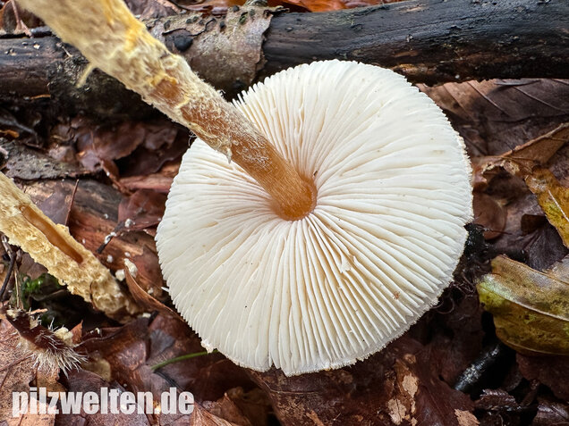 Gelbflockiger Wollstielschirmling, Lepiota magnispora