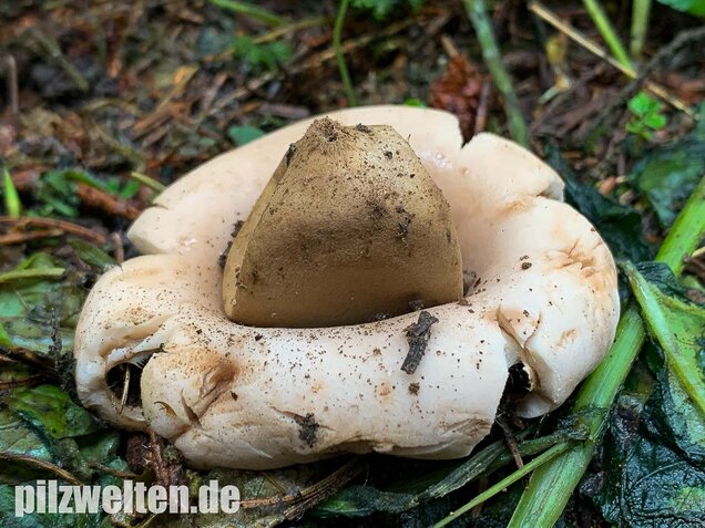 Gewimperter Erdstern, Geastrum fimbriatum