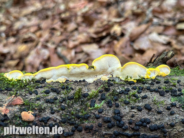 Gilbende Tramete, Spitzwarzige Weißfäuletramete, Antrodiella serpula