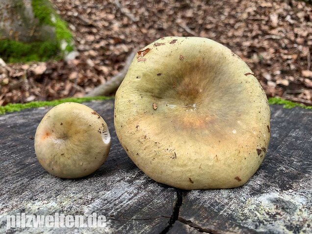 Grasgrüner Täubling, Russula aeruginea