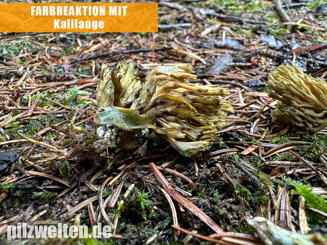 Grünfleckige Fichtenkoralle, Phaeoclavulina abietina