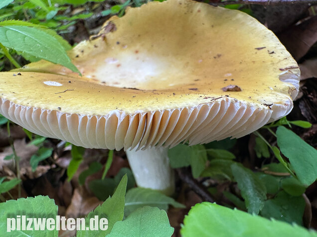 Grüner Speisetäubling, Russula heterophylla