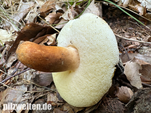 Hasenröhrling, Zimtröhrling, Gyroporus castaneus