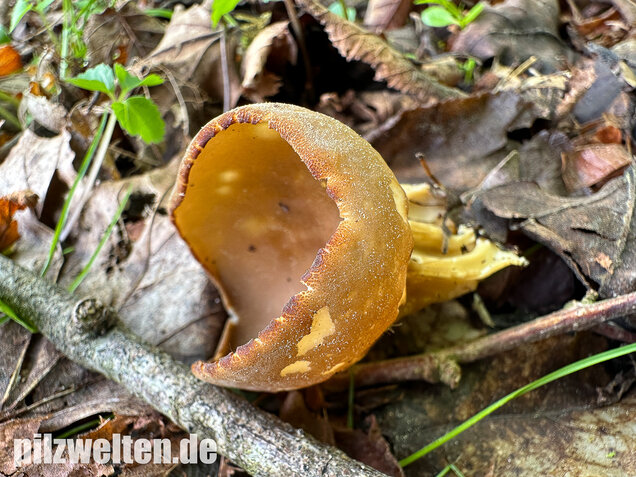 Hochgerippte Becherlorchel, Hochgerippter Becherling, Helvella acetabulum