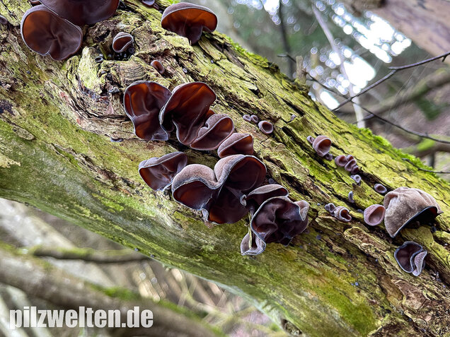 Judasohr, Auricularia auricula-judae