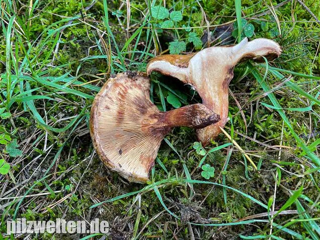 Kahler Krempling, Paxillus involutus