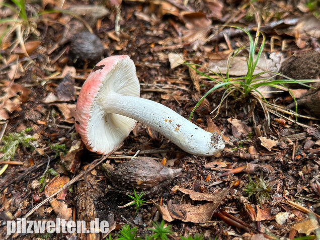 Kleiner Rosatäubling, Russula minutula