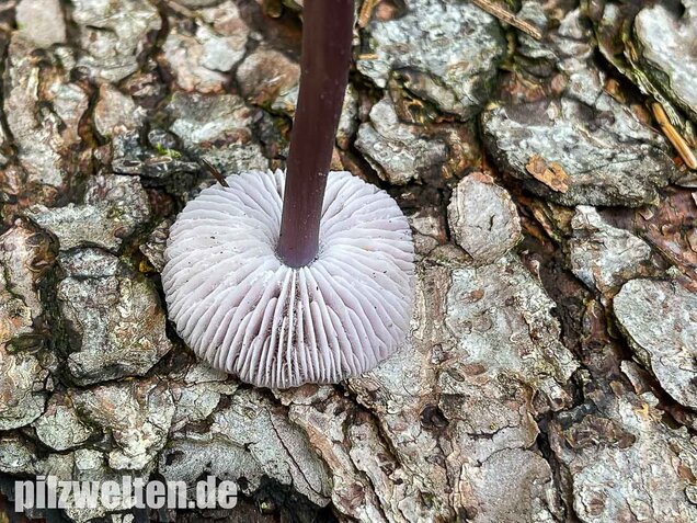 Lila Rettichhelmling, Mycena pura