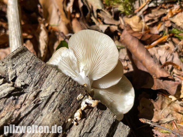 Lungenseitling, Pleurotus pulmonarius