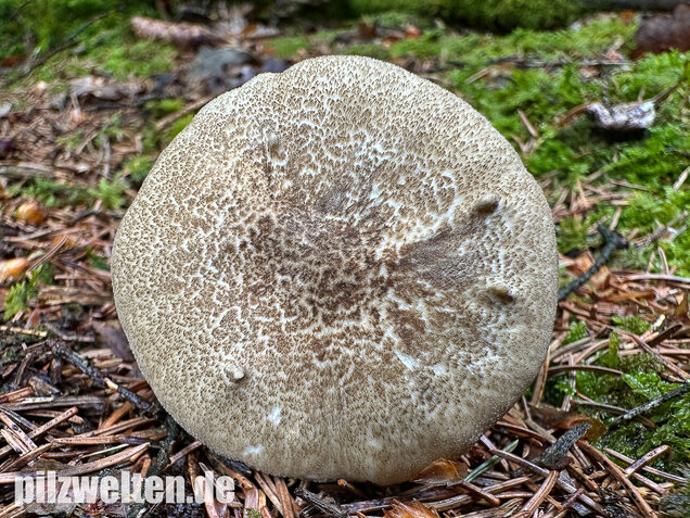 Maiporling, Bewimperter Stielporling, Lentinus substrictus