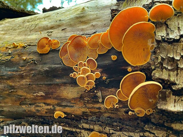 Orangeseitling, Phyllotopsis nidulans