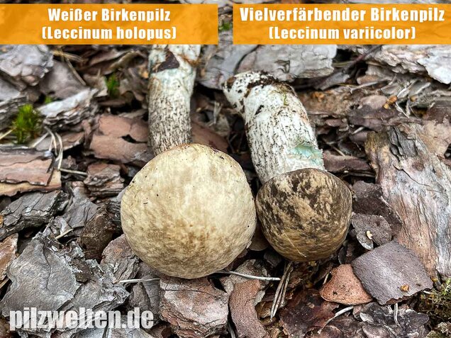 Weißer Birkenpilz, Leccinum holopus