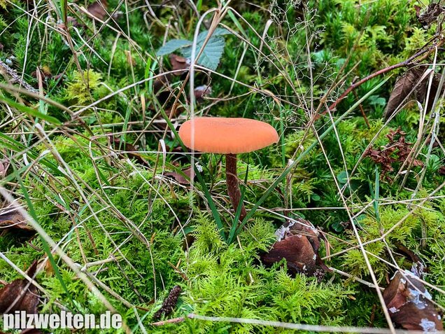 Rötlicher Lacktrichterling, Laccaria laccata