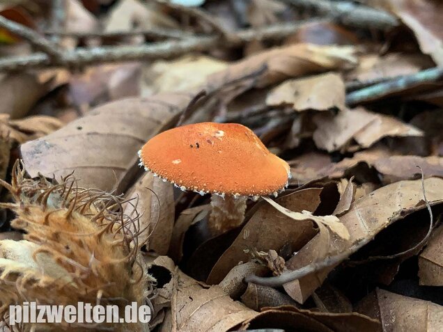 Rostroter Körnchenschirmling, Cystodermella granulosa