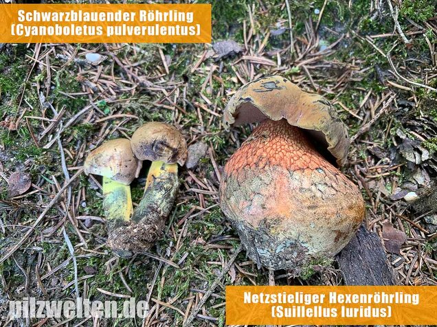 Netzstieliger Hexenröhrling, Suillellus luridus