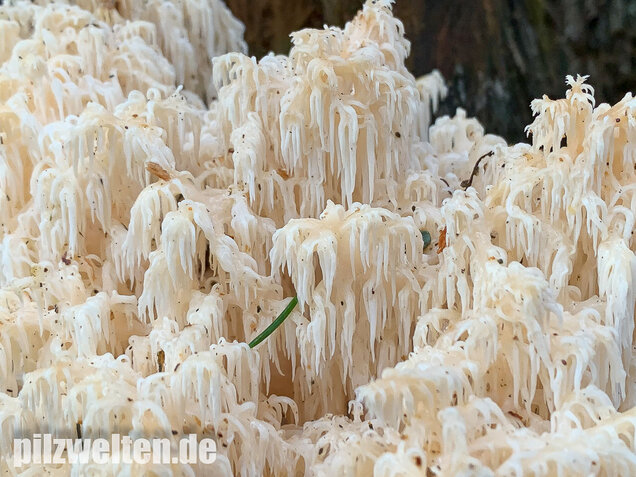 Tannenstachelbart, Hericium flagellum