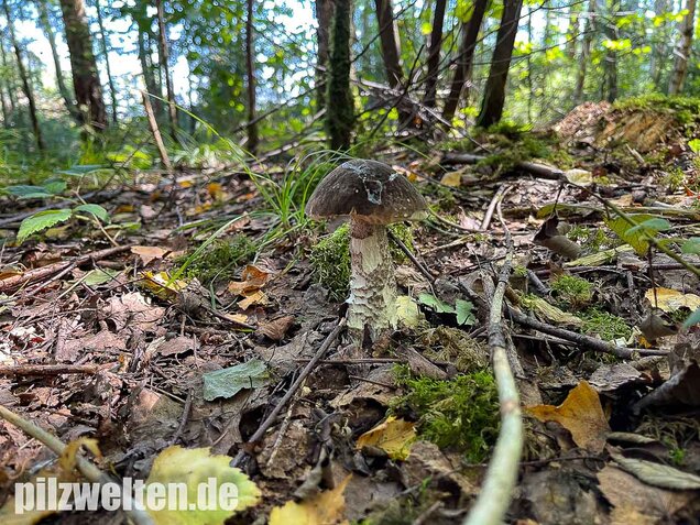 Vielverfärbender Birkenpilz, Leccinum variicolor
