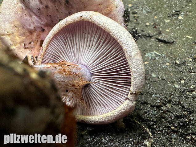 Violetter Klumpfuß, Calonarius sodagnitus