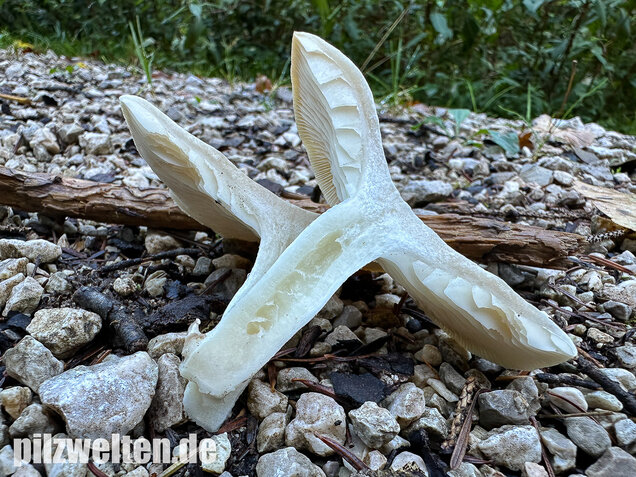 Weißer Büschelrasling, Leucocybe connata