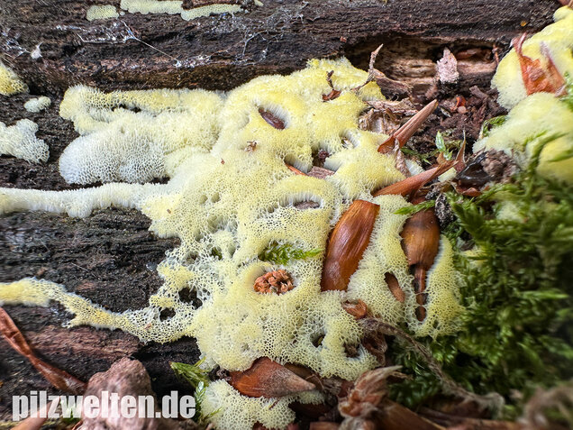 Weißgelbes Netzpolster, Ceratiomyxa porioides