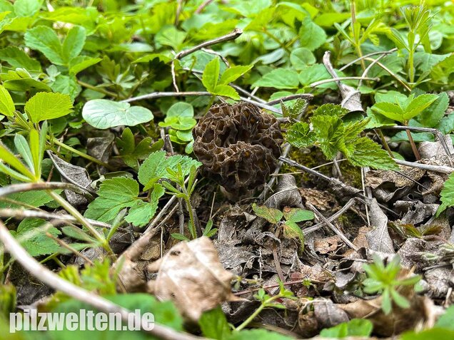 Spitzmorchel, Morchella elata, Morchella conica