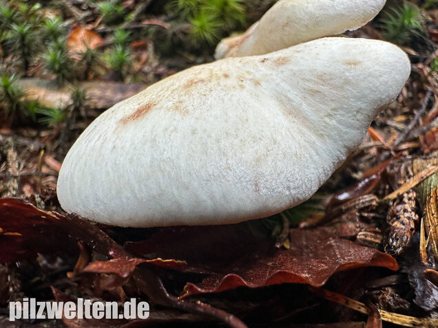 Zitronenporling, Albatrellus citrinus