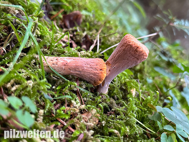 Abgestutzte Herkuleskeule, Clavariadelphus truncatus